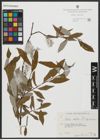 Foto von Salix alba subsp. micans (Andersson) Rech. f.